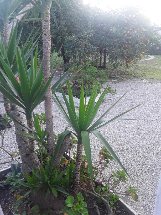 Garden Green Da Virna Torre Annunziata Eksteriør bilde