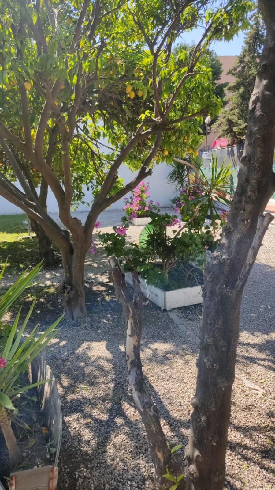 Garden Green Da Virna Torre Annunziata Eksteriør bilde