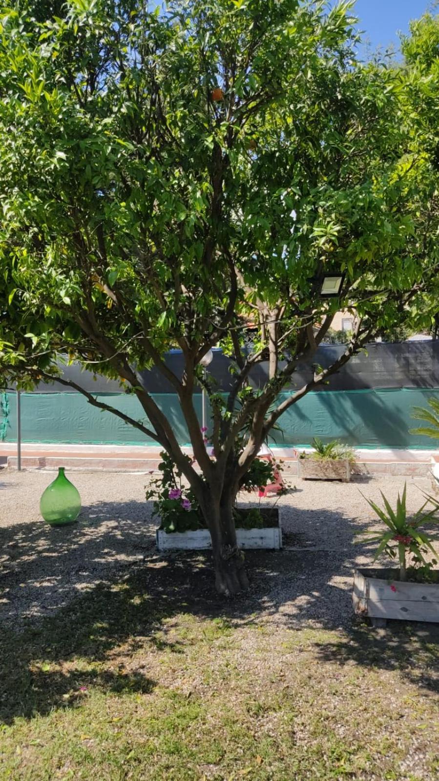 Garden Green Da Virna Torre Annunziata Eksteriør bilde